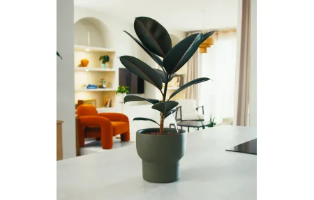 NeoPlants Power Drops: HomeKit Air Quality Booster